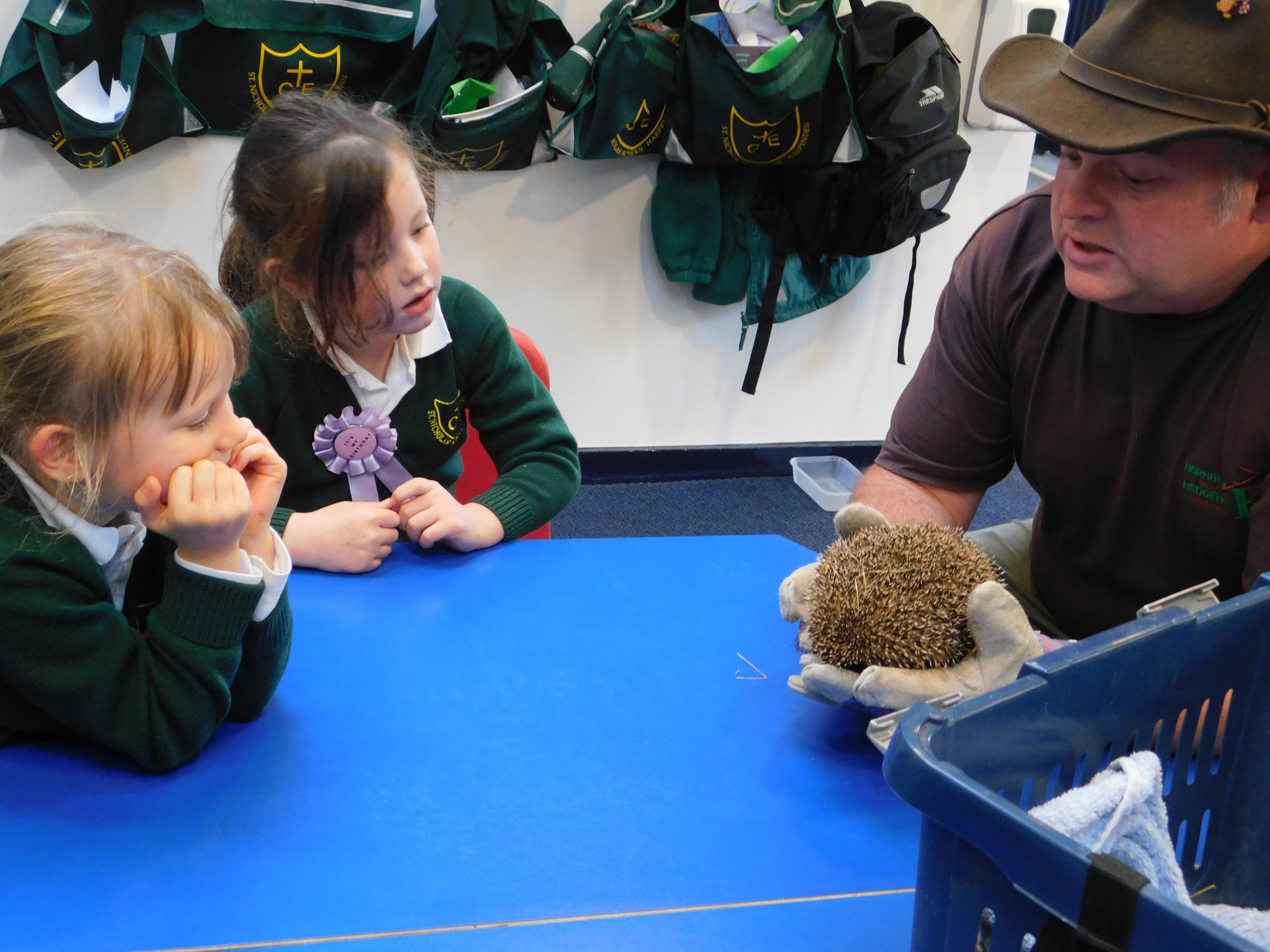 Pupils study the features of a hedgehog with Martin from Hornbeam Hedgehog Sanctuary